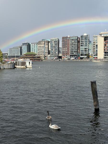 This photo captures a peaceful scene at Oosterdok, Rapenburg, Amsterdam, where two swans gracefully glide across the dark water